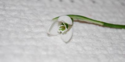 десерт подснежник