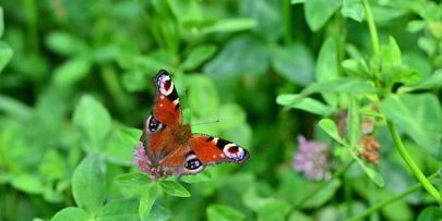 бисквитный рулет с творожно-ягодным кремом