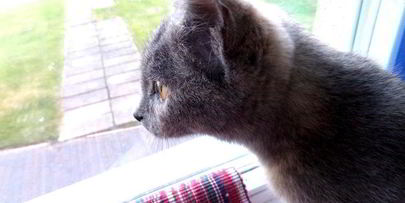 прохладный коктейль из мороженого с черникой