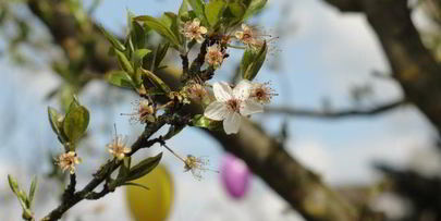 пасха-кулич