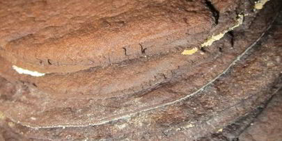 пироженое шоколадный чернослив