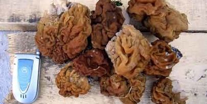 грибы строчки