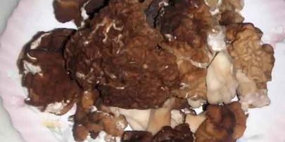 грибы строчки