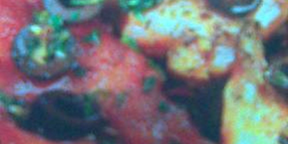 Рецепт кролик с оливками и чесноком