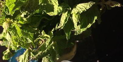 баклажаны с мятой по-сицилийски