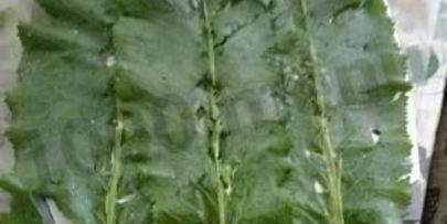 форель речная запеченная в листьях хрена