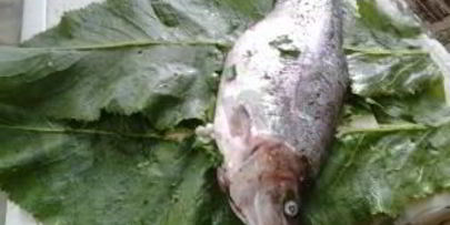 форель речная запеченная в листьях хрена