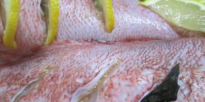 окунь цитрусовый