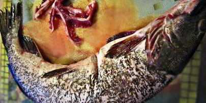 праздничная фаршированная щука