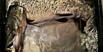 праздничная фаршированная щука