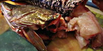 праздничная фаршированная щука