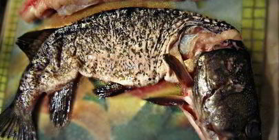 праздничная фаршированная щука