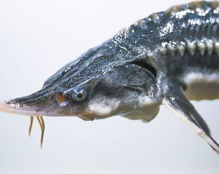 Рыба Севрюга с соевым соусом