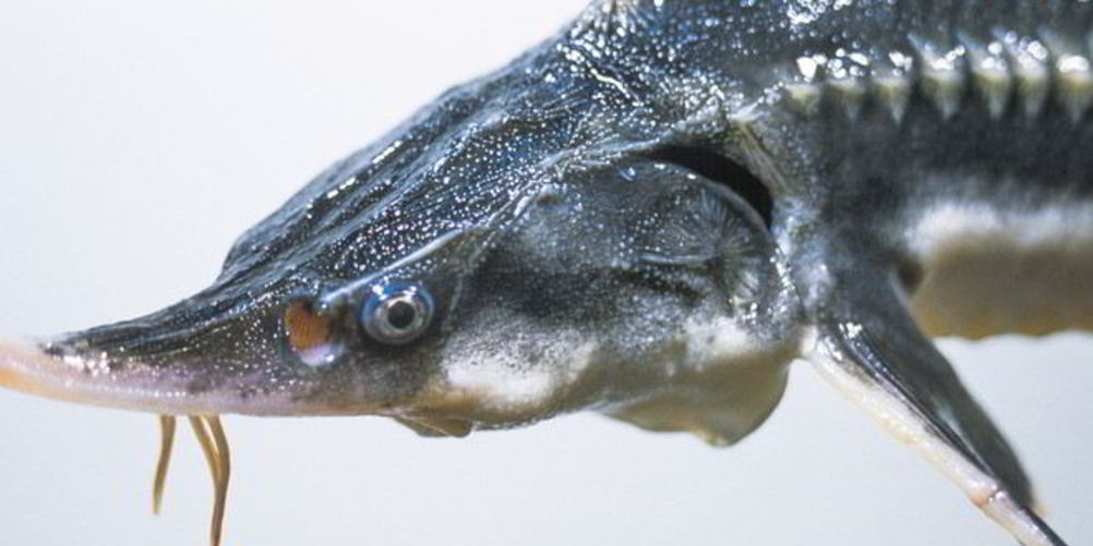 Рецепт рыба севрюга с соевым соусом