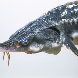 Рыба Севрюга с соевым соусом