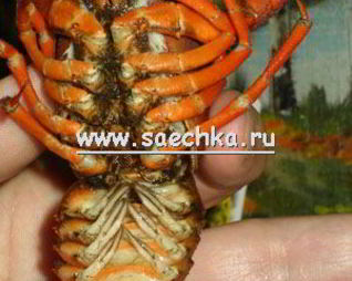 Варенные раки