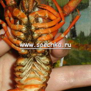 Варенные раки