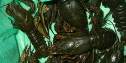 варенные раки