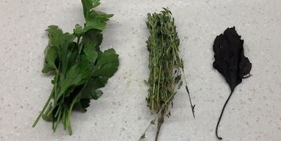 запеченный линь