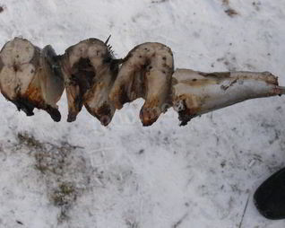 Шашлык из скумбрии