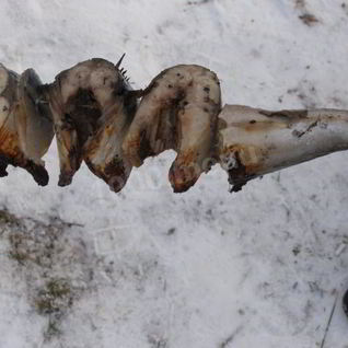 Шашлык из скумбрии