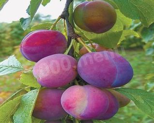 Домашнее сливовое вино из сливы