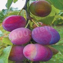 Рецепт Домашнее сливовое вино из сливы