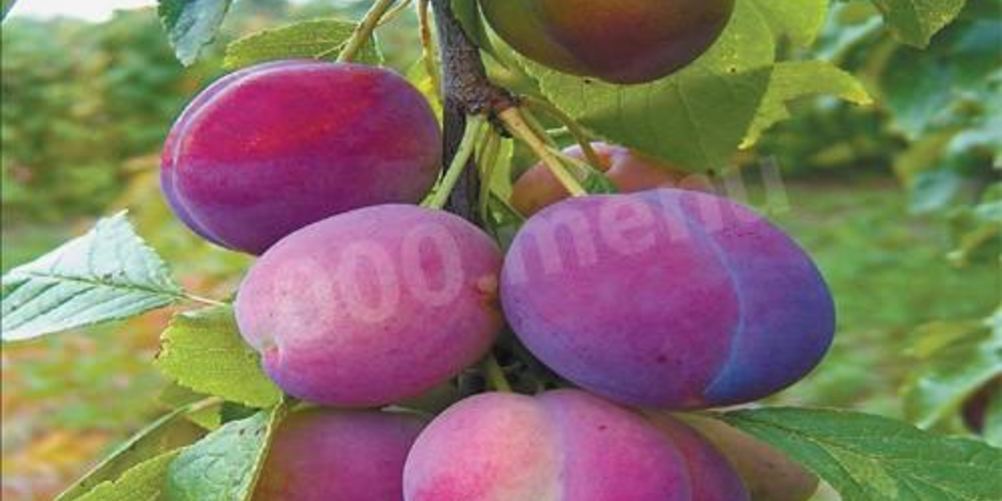 Рецепт домашнее сливовое вино из сливы