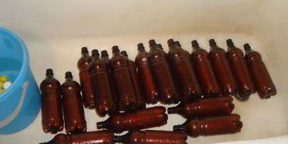 домашнее живое пиво