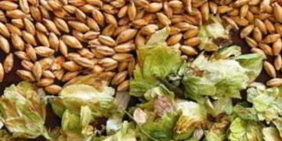 медовое пиво