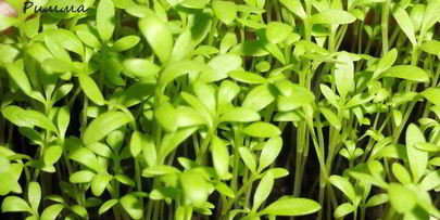 морской коктейль на чипсах