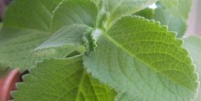 мятный сироп