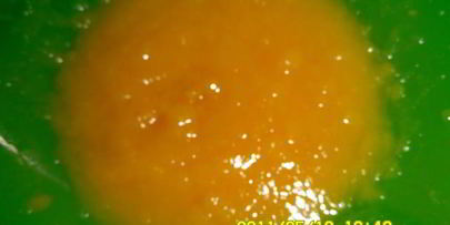 персиковый коктейль солнечный зайчик