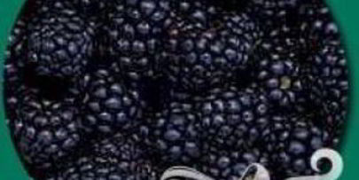 витаминный напиток черника