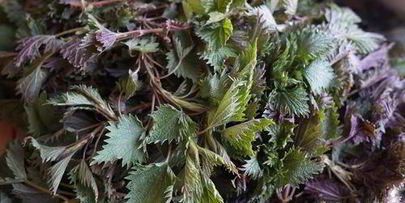 зеленый борщ с крапивой