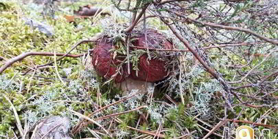 грибной крем-суп осенний