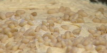 кекс с кедровыми орешками