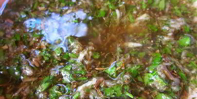 обезьяний хлеб