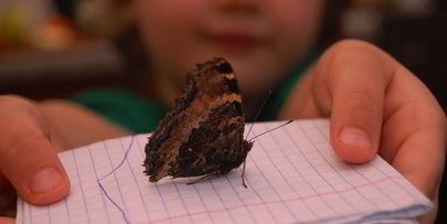 шоколадное печенье с тимьяном