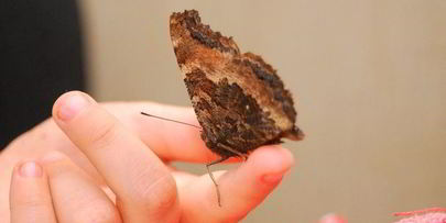 шоколадное печенье с тимьяном