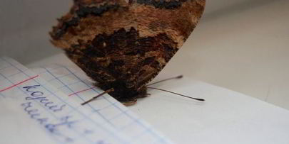 шоколадное печенье с тимьяном