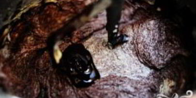 шоколадные пирожные в сливочной глазури