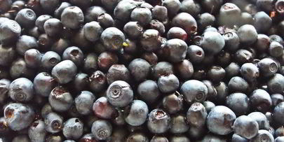 песочники с черникой