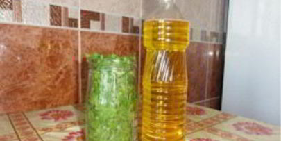 кинза на зиму