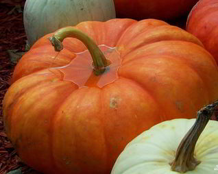 Квашеная тыква