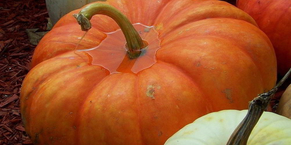 Рецепт квашеная тыква