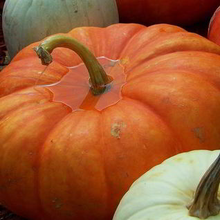 Квашеная тыква