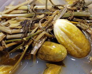 Квашеные огурцы