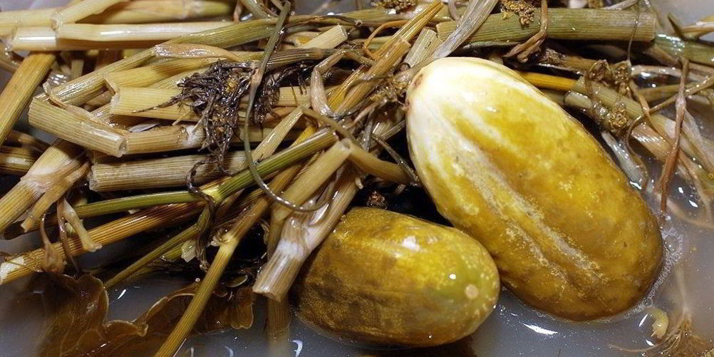 Рецепт квашеные огурцы