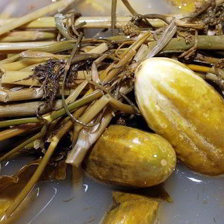 Квашеные огурцы